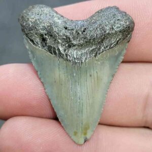 Megalodon Shark Tooth Fossil - JTMEG1-20