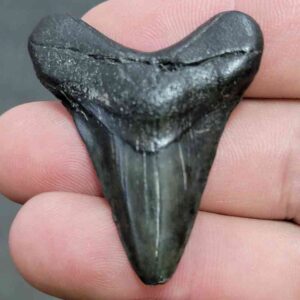 Megalodon Shark Tooth Fossil - JTMEG1-26