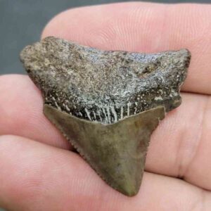 Megalodon Shark Tooth Fossil - JTMEG1-4