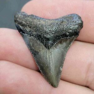 Megalodon Shark Tooth Fossil - JTMEG1-6