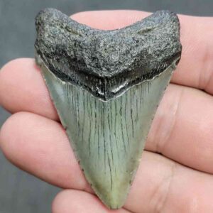 Megalodon Shark Tooth - JTMEG2-10