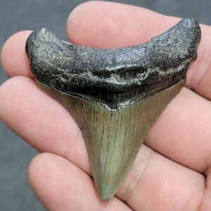 Megalodon Shark Tooth - JTMEG2-11