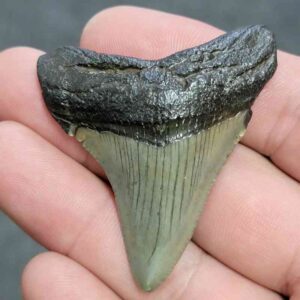 Megalodon Shark Tooth - JTMEG2-15