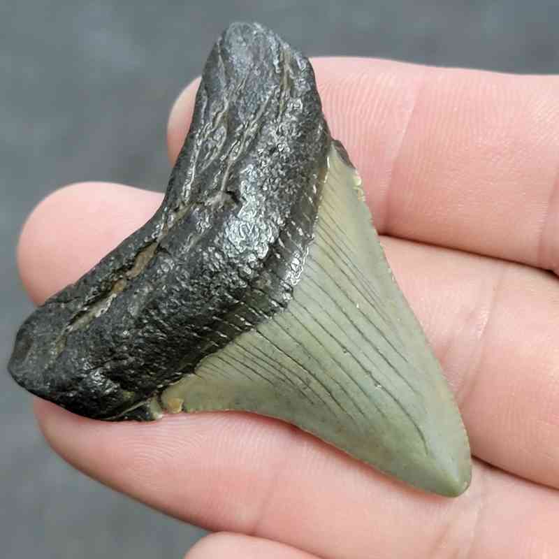Megalodon Shark Tooth - JTMEG2-15 - Image 2