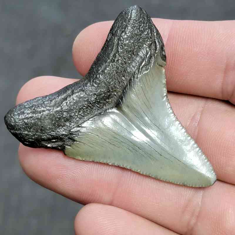 Megalodon Shark Tooth - JTMEG2-15 - Image 3