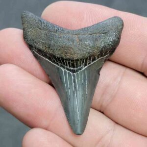 Megalodon Shark Tooth - JTMEG2-17