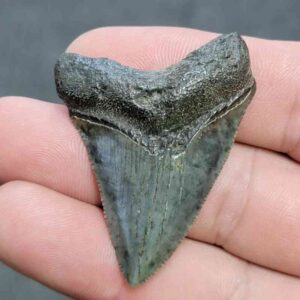 Megalodon Shark Tooth - JTMEG2-21