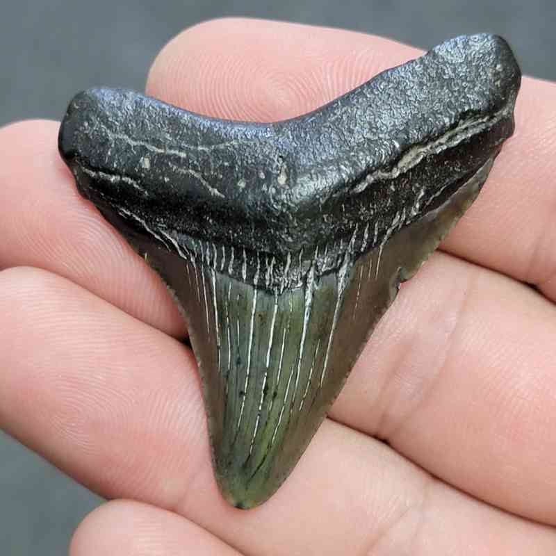 Megalodon Shark Tooth - JTMEG2-24