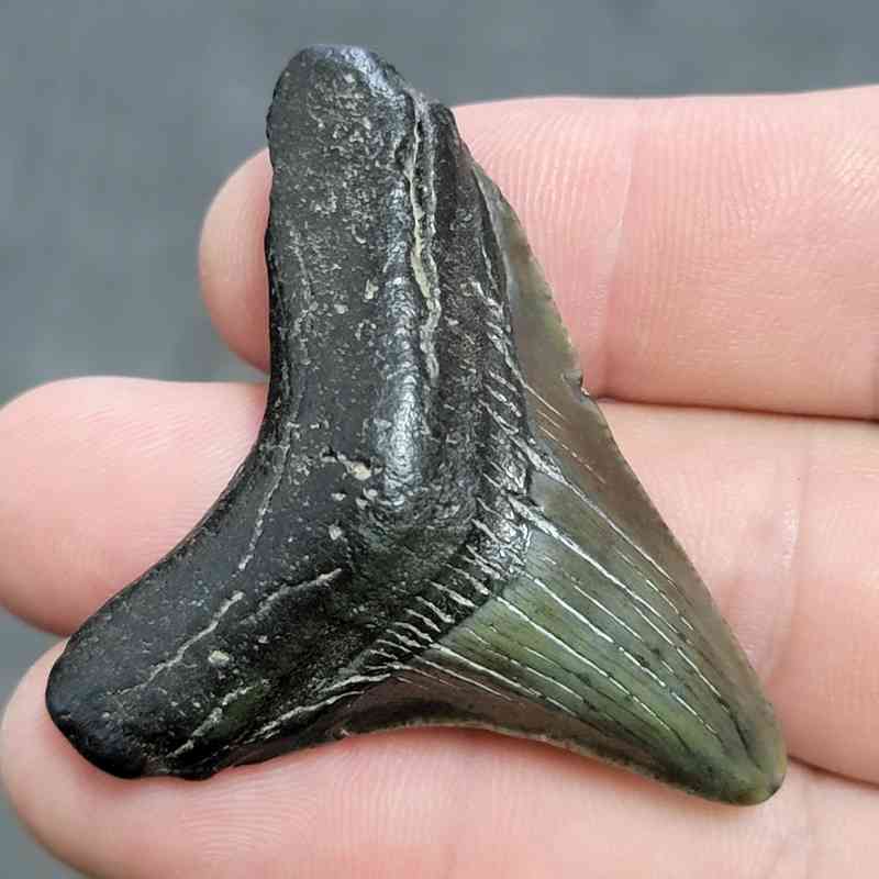 Megalodon Shark Tooth - JTMEG2-24 - Image 2