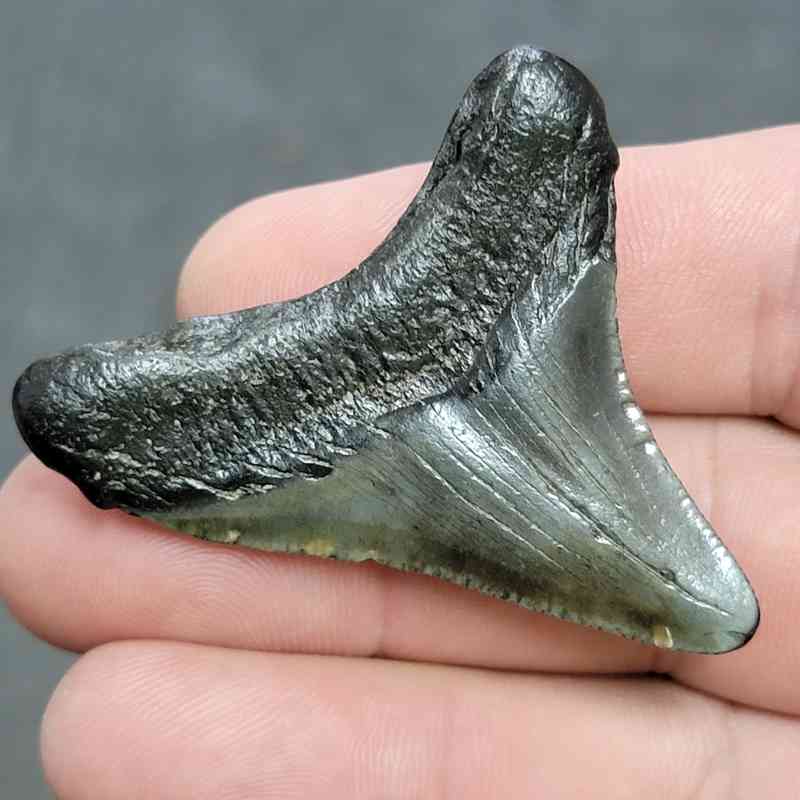 Megalodon Shark Tooth - JTMEG2-24 - Image 3