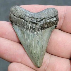 Megalodon Shark Tooth - JTMEG2-3