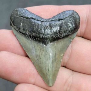 Megalodon Shark Tooth - JTMEG2-4