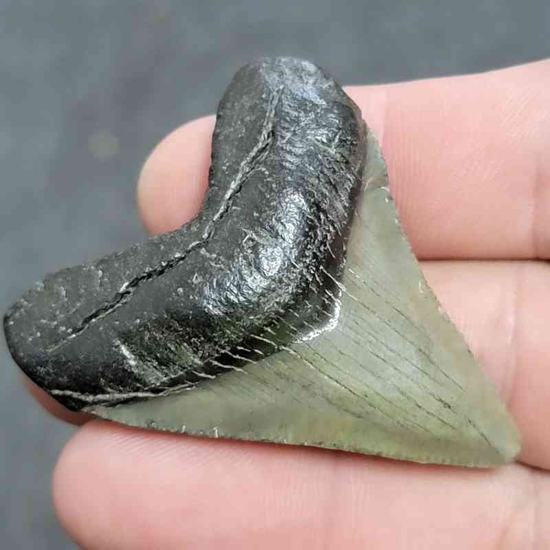 Megalodon Shark Tooth - JTMEG2-4 - Image 2