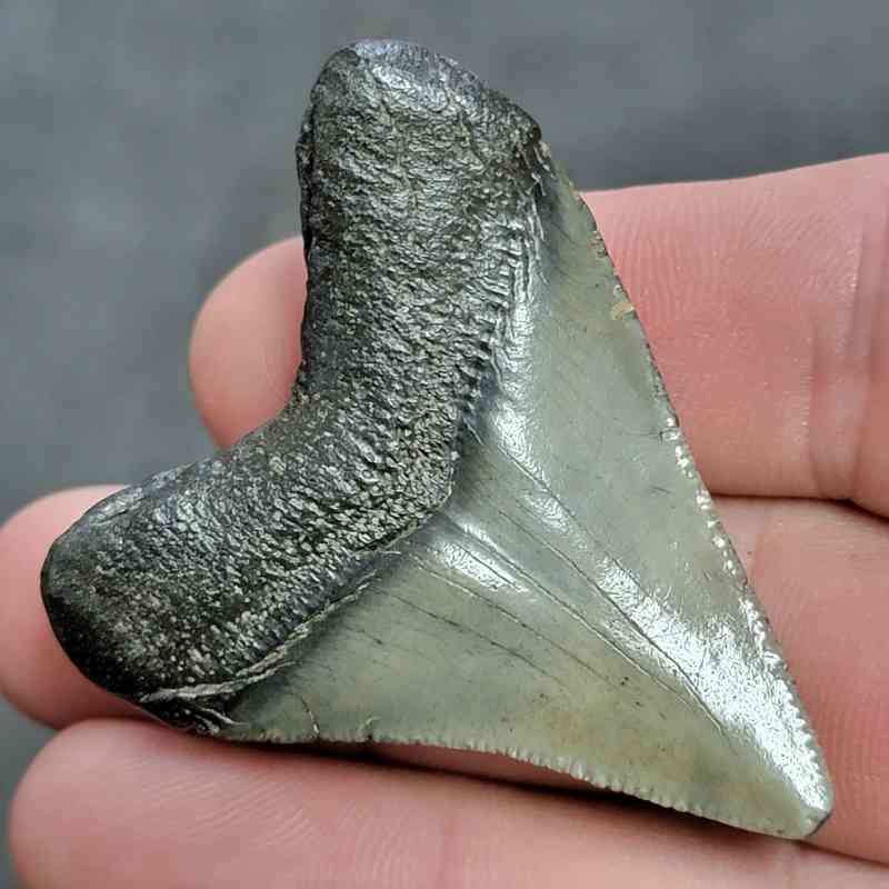 Megalodon Shark Tooth - JTMEG2-4 - Image 3