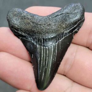 Megalodon Shark Tooth - JTMEG2-9