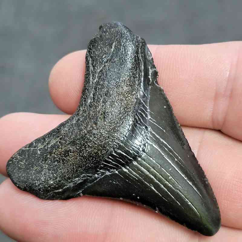 Megalodon Shark Tooth - JTMEG2-9 - Image 2