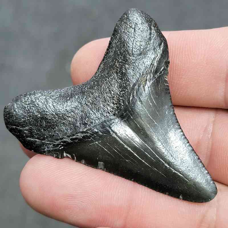 Megalodon Shark Tooth - JTMEG2-9 - Image 3