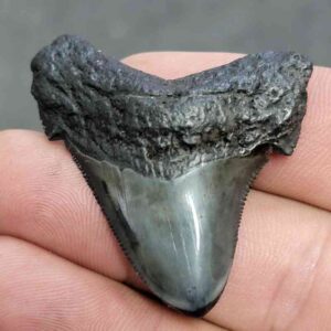 Polished Megalodon Shark Tooth - JTPOL1-13