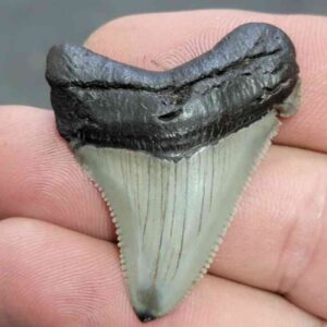 Polished Megalodon Shark Tooth - JTPOL1-3