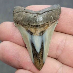 Polished Megalodon Shark Tooth - JTPOL2-12