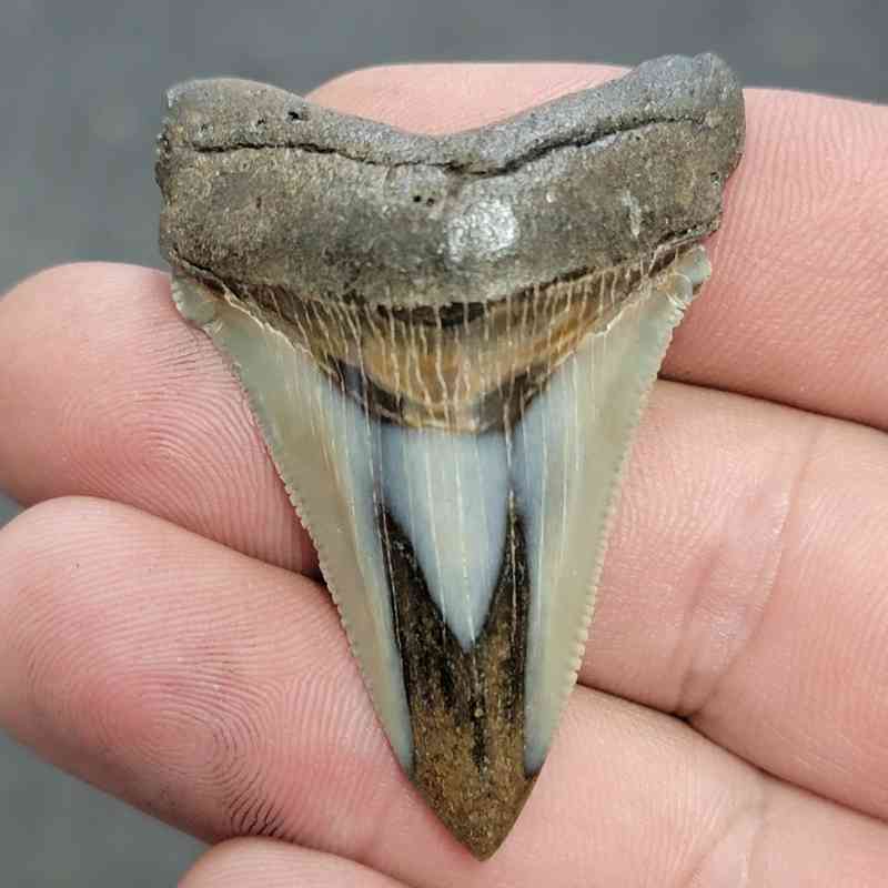 Polished Megalodon Shark Tooth - JTPOL2-12