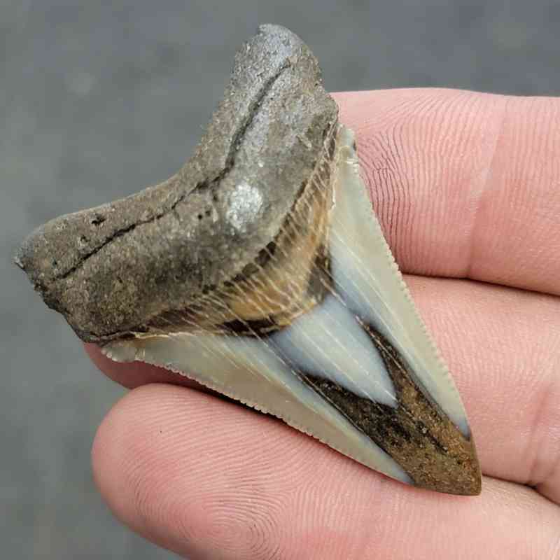 Polished Megalodon Shark Tooth - JTPOL2-12 - Image 2