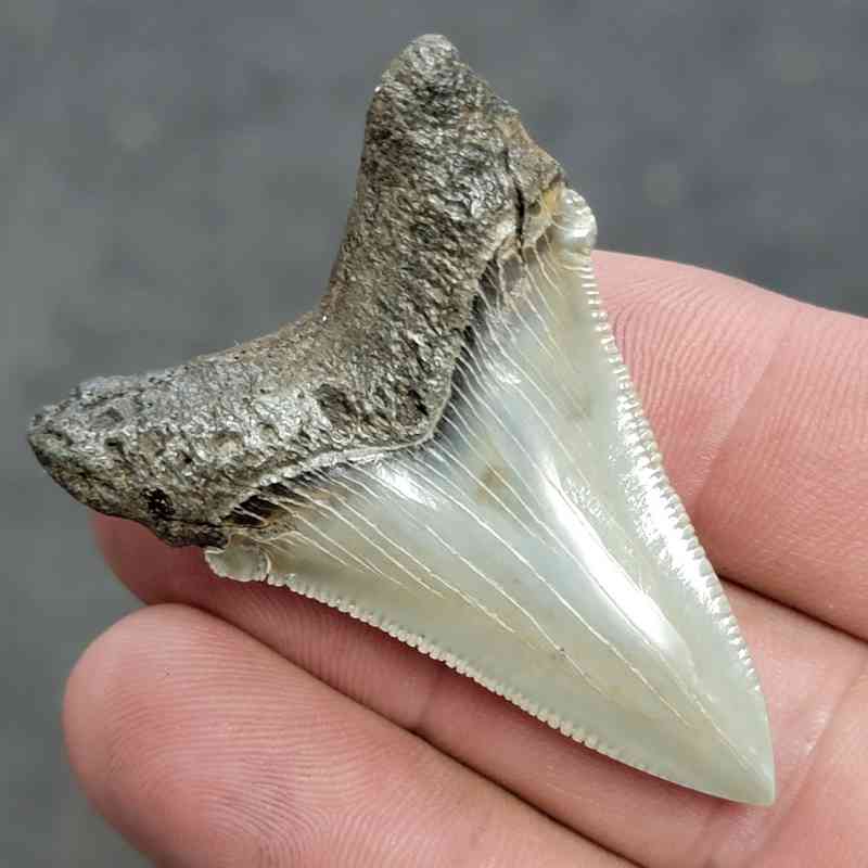 Polished Megalodon Shark Tooth - JTPOL2-12 - Image 3