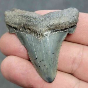Polished Megalodon Shark Tooth - JTPOL2-17