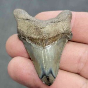 Polished Megalodon Shark Tooth - JTPOL2-19