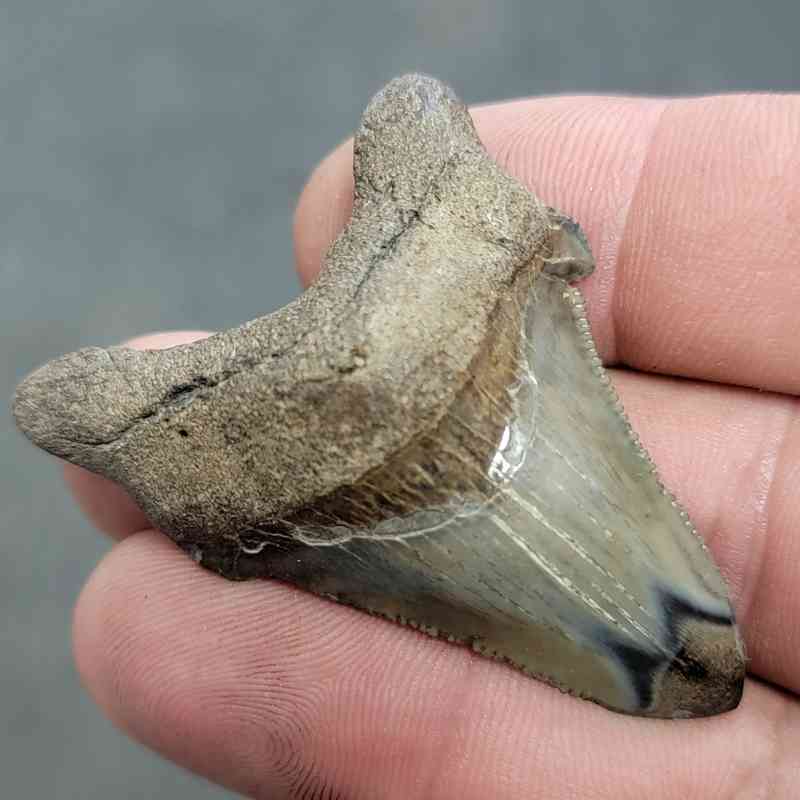 Polished Megalodon Shark Tooth - JTPOL2-19 - Image 2