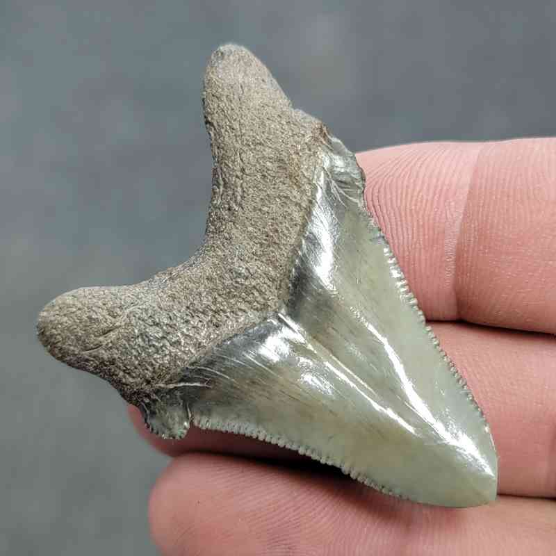 Polished Megalodon Shark Tooth - JTPOL2-19 - Image 3