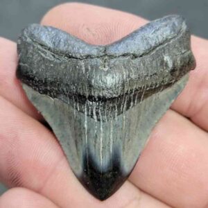 Polished Megalodon Shark Tooth - JTPOL2-2