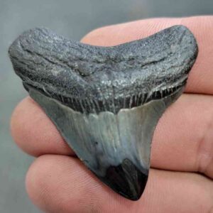 Polished Megalodon Shark Tooth - JTPOL2-20