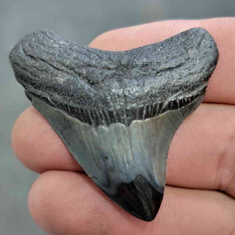 Polished Megalodon Shark Tooth - JTPOL2-20
