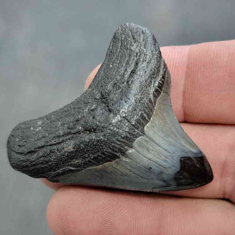 Polished Megalodon Shark Tooth - JTPOL2-20 - Image 2