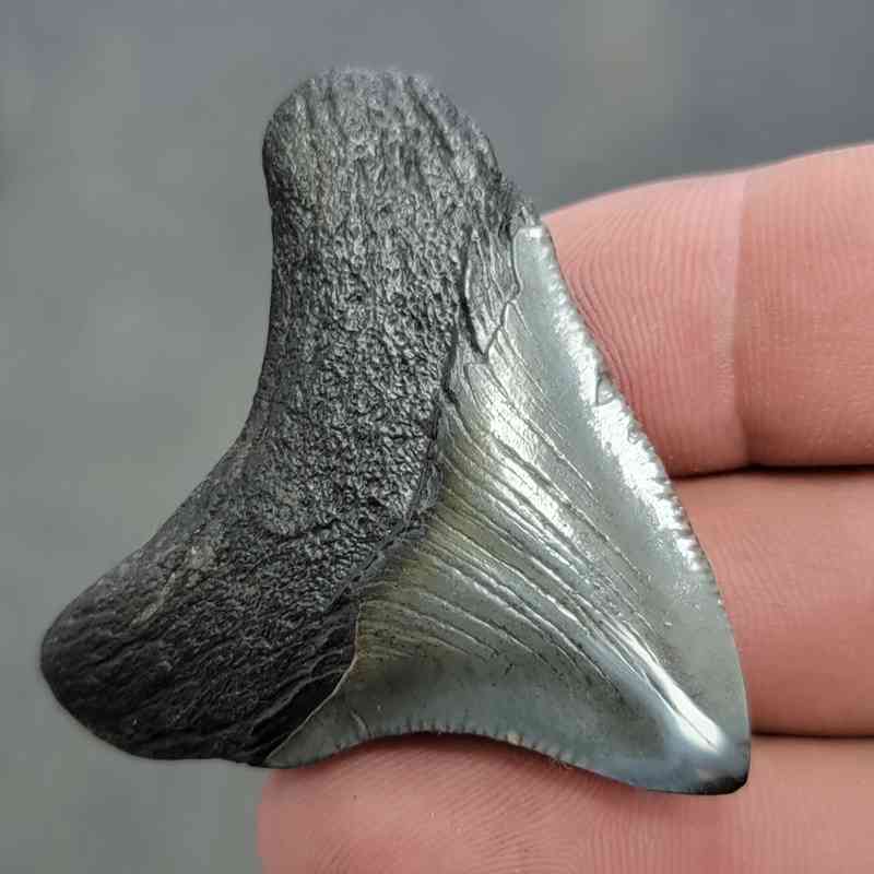 Polished Megalodon Shark Tooth - JTPOL2-20 - Image 3