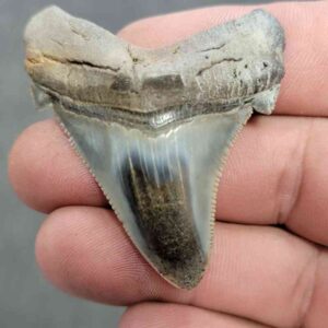 Polished Megalodon Shark Tooth - JTPOL2-21