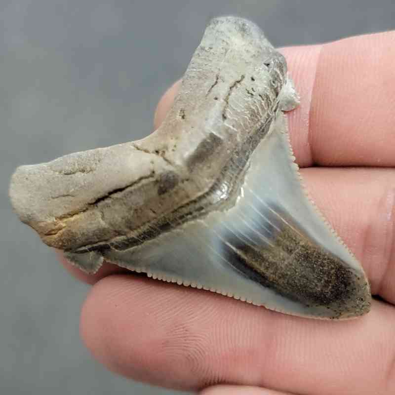 Polished Megalodon Shark Tooth - JTPOL2-21 - Image 2