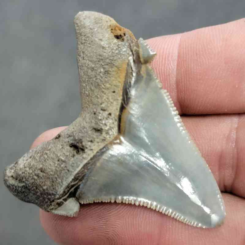 Polished Megalodon Shark Tooth - JTPOL2-21 - Image 3