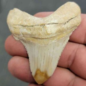 Polished Megalodon Shark Tooth - JTPOL2-23