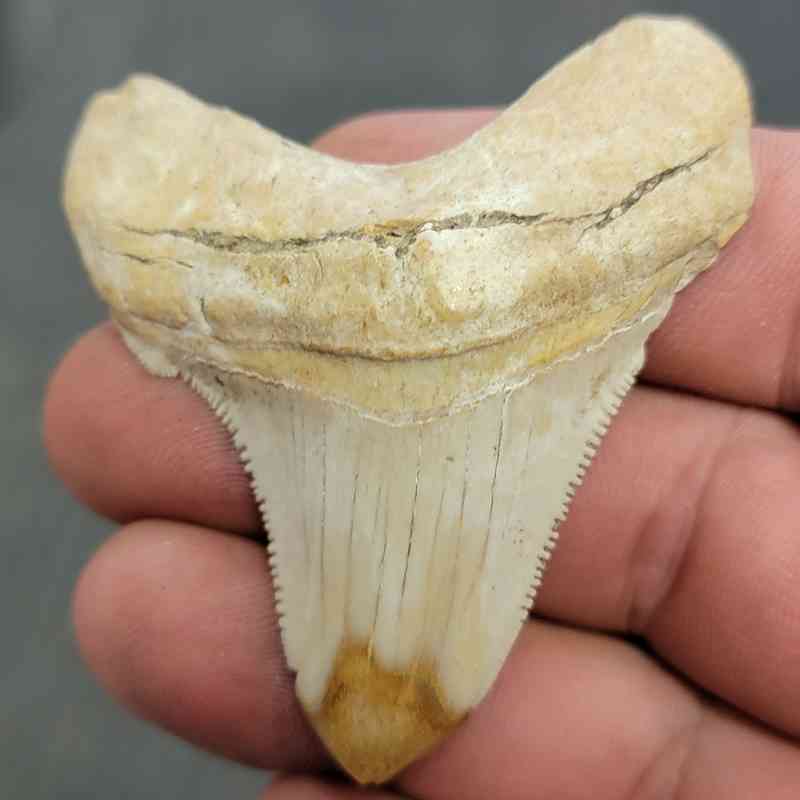 Polished Megalodon Shark Tooth - JTPOL2-23