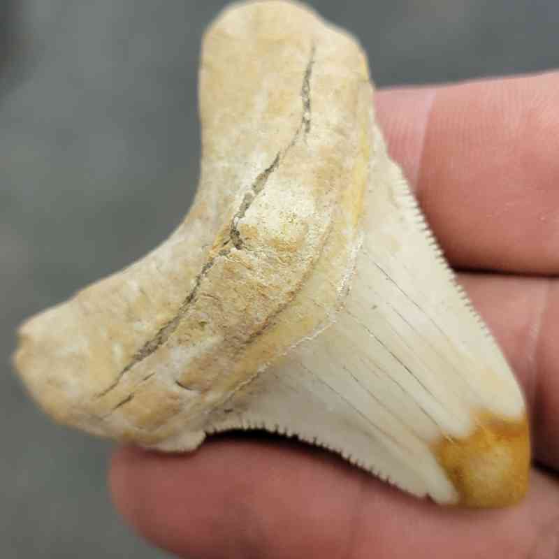 Polished Megalodon Shark Tooth - JTPOL2-23 - Image 2
