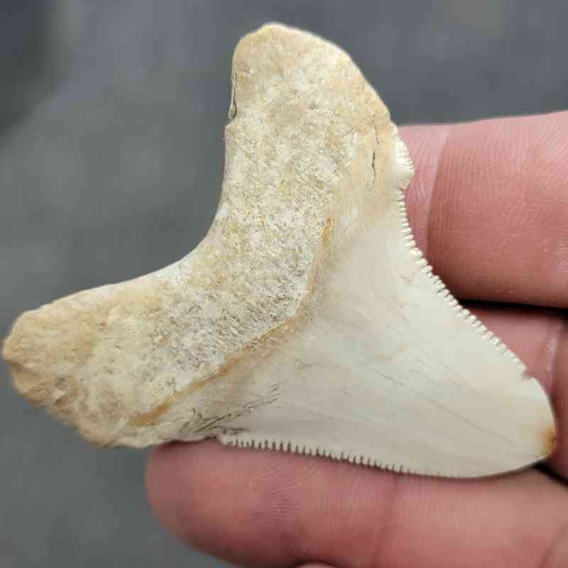 Polished Megalodon Shark Tooth - JTPOL2-23 - Image 3