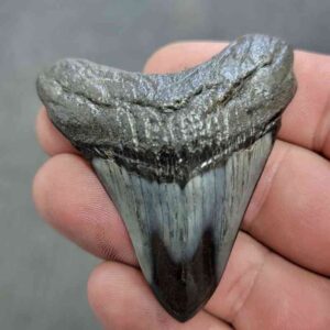 Polished Megalodon Shark Tooth - JTPOL2-24