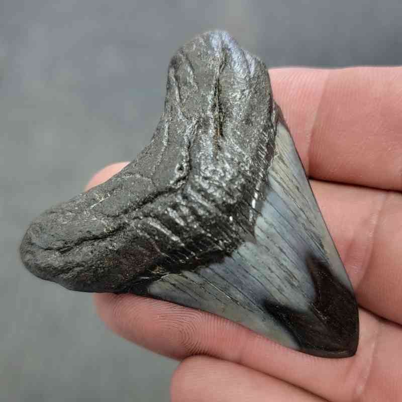 Polished Megalodon Shark Tooth - JTPOL2-24 - Image 2