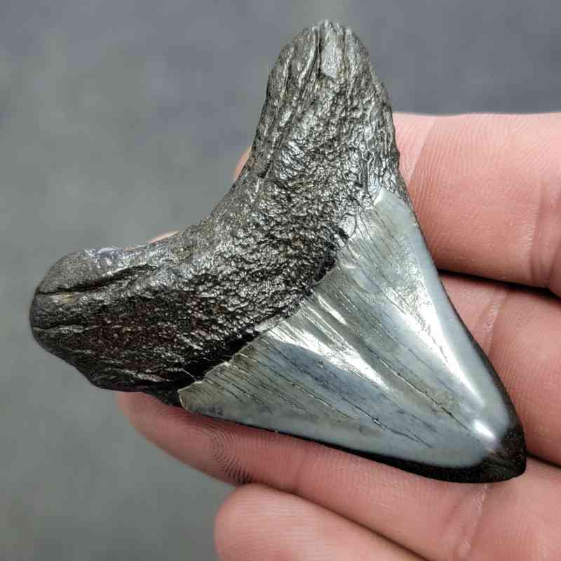 Polished Megalodon Shark Tooth - JTPOL2-24 - Image 3
