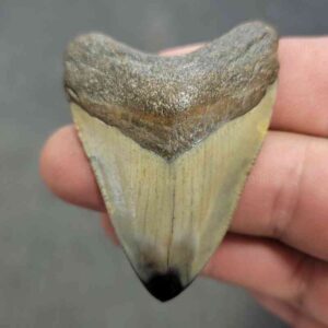 Polished Megalodon Shark Tooth - JTPOL2-25