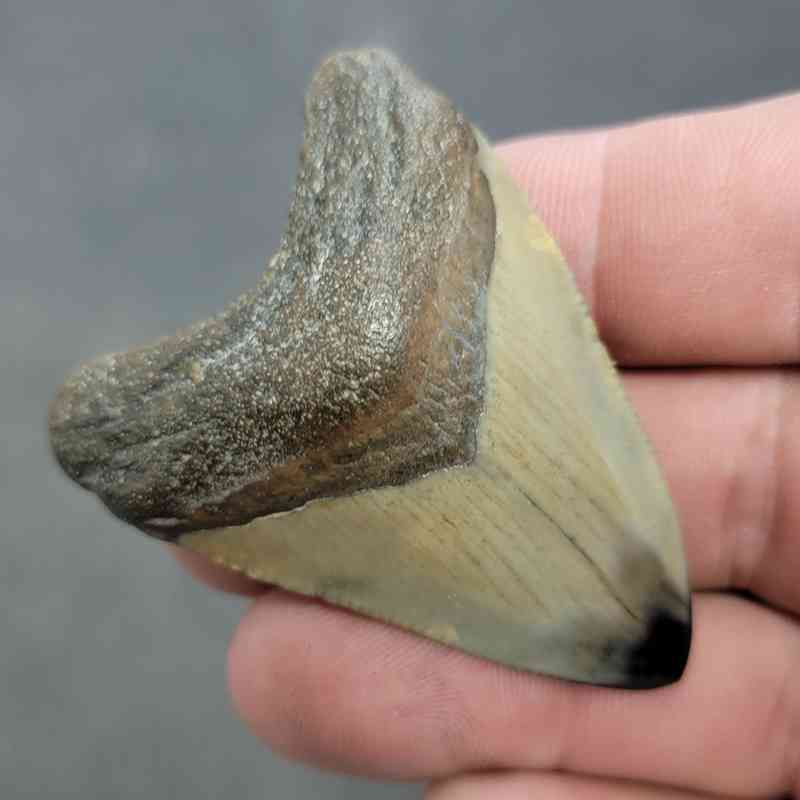 Polished Megalodon Shark Tooth - JTPOL2-25 - Image 2