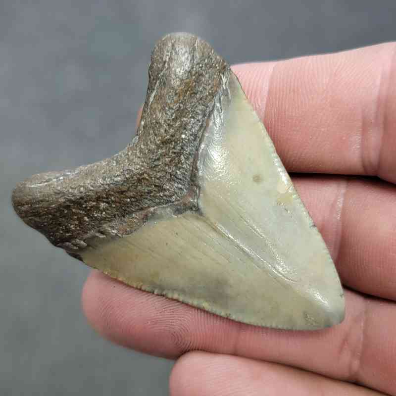 Polished Megalodon Shark Tooth - JTPOL2-25 - Image 3