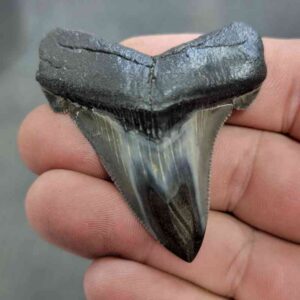 Polished Megalodon Shark Tooth - JTPOL2-26
